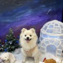 삐약네 새참 이미지