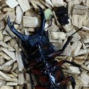 임실사슴농장 이미지