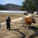 워낭소리 이미지