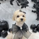 하떼하떼 이미지