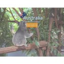 (주)초원렌트카 | 브리즈번 론파인 동물원 코알라 보호구역 가는법 티켓 후기