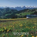 하이디코리아 이미지