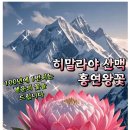 🪷이 꽃 보시면 무병장수합니다! 신비로운 '홍연왕꽃'🪷 - 행복펀지 중에서 이미지