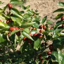 명천농장 이미지