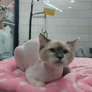 프리티펫 이미지