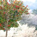 울릉벚꽃 이미지