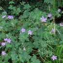 노고단-3 이미지