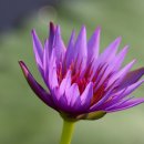 부여(외산)-5 이미지