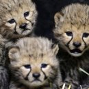 치타(CHEETAH) 이미지