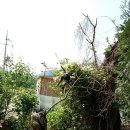 고목나무 이미지