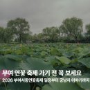 서동선화한옥체험민박 | 부여 연꽃 축제 가기 전 꼭 보세요｜2026 부여서동연꽃축제 일정부터 궁남지 이야기까지