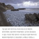 일본 해안의 정어리 고등어 "중국" 발칵~ 이미지