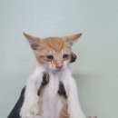 영남가축병원 이미지