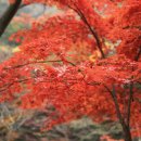 강천산군립공원(현수교) 이미지