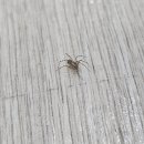 크린독 | 아롱가죽거미 집거미 퇴치방법 실내 출몰 사례와 온크린 방역업체 후기