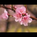 04/08 오늘의 묵상 (전능자의 그늘, 가장 좋은 피난처) 이미지
