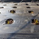 산속장어 이미지