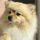 고달할머니 이미지