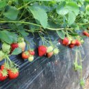 친환경부여농장 이미지