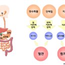 3대 영양소 탄수화물, 단백질, 지방의 소화 흡수 과정 이미지