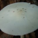 독우산광대버섯 이미지