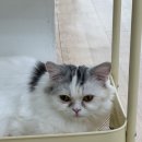 더휴식아늑천안역점 | 천안고양이카페 추천 쌍용동 봉명동 지상냥원 아이랑 실내 가볼만한곳