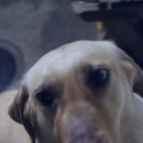 러브앤펫 이미지