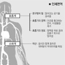 면역력에대한 의학상식 이미지