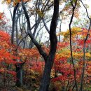 곡성-157 Daum카페