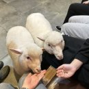 땡스네이처카페