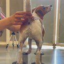 불도저 독 케어 센터 이미지