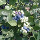 블루베리 효능 이미지