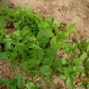 민지네 농장 이미지