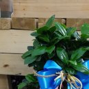 꽃보다당구장 이미지