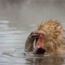 예감쪽갈비 이미지