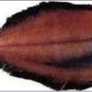 미주구리 이미지