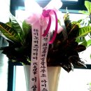 최강특허법률사무소