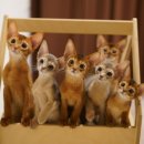 캐터리 페르마타 이미지