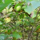 머루다래 이미지