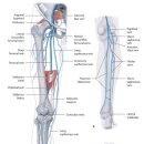 lower limb(하지)의 동맥과 정맥 그리고 림프순환 이미지