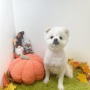 하리몽 이미지