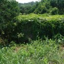 완도 고금도 지석묘군 이미지