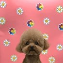 펫마켓 서구점 이미지