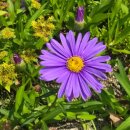 바람결 Daum카페