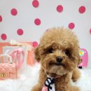 멍글멍글 강아지유치원 이미지