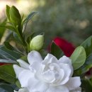 행복나무(Happy 이미지