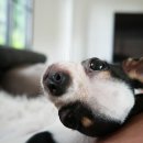 동물병원 공감 이미지