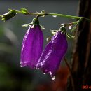 금강초롱 이미지