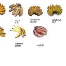 바나나 종류들.. 이미지
