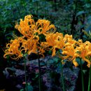 관음사 입구 이미지